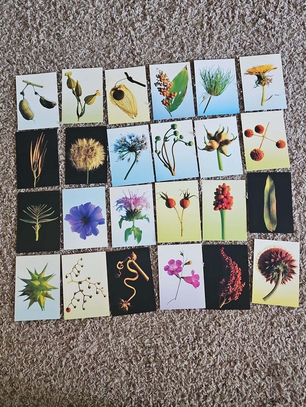 Botanical Note Card Set